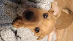 Beagle/Boxer Mix Puppies