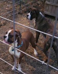 Boxer puppies due soon!!