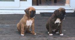 Healthy Purebred Boxer puppies