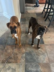 2 male 8 month old boxer puppies