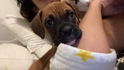 Selling Boxer Breed Puppy