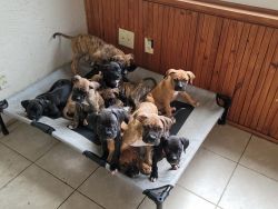 4sale puppies 4 month's old