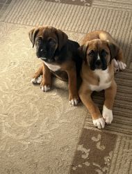 Adorable Boxer/King Corso puppies for sale!