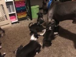 10 week old pups
