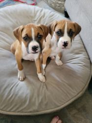 Beautiful Fawn Boxer Puppies