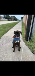 Lady -8 month old Boxer