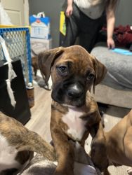 8 week old boxers available and ready for their new homes !!