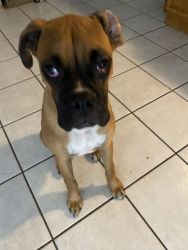 6 month old boxer needs loving home