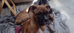 AKC registered boxer puppy for Christmas