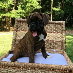 Boxer puppies 3 available