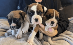 Outstanding boxer puppies for sale