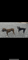 Boxers AKC Registered