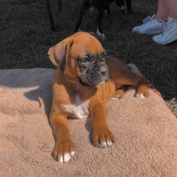 vet check Boxer puppies available for sale