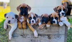 Lovely Boxer Puppies