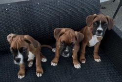 Chunky KC registered boxer puppies
