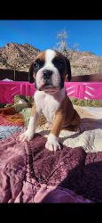 Boxer Puppies-Prtebred Aloha Colorado!