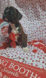 Weasley the boxer puppy