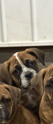 Boxer/old English bulldog puppies