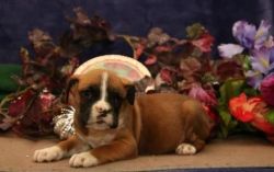 Top Quality Boxer Puppies For Sale