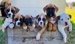 Adorable Boxer Puppies