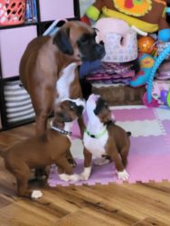 AKC REGISTERED BOXER PUPPIES