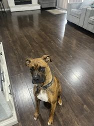 Female boxer rehoming