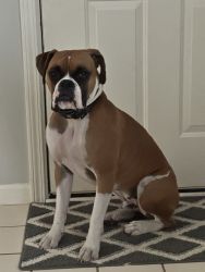 1 1/2-year-old boxer