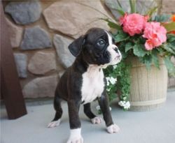 Adorable Boxer Puppies Available