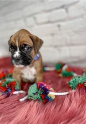 Very Cute Cheap Boxer puppy
