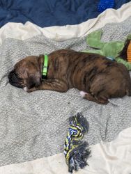 5 week old boxer puppies for sale
