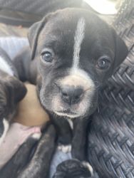 Full breed BOXER puppies for sale