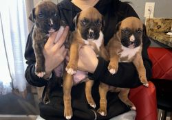Boxer, puppies