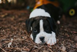 Adorable Boxer Puppies for sale!