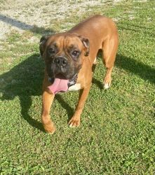 Male & Female Boxer 3 years old