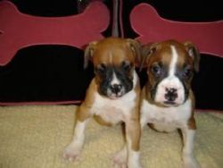 Boxers Puppies For good homes
