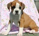 lovely boxer puppies ready