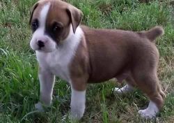 Low Hipscores Of 2/5 Boxer pups Ready
