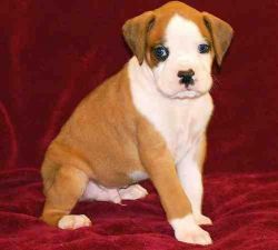 Good Looking Boxer Puppies For Sale