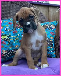 Valentines Day AKC Boxer babies!!