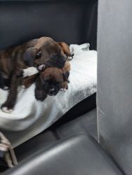 Purebreed boxer pups