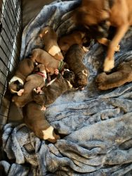 6 beautiful purebred registered boxer puppies