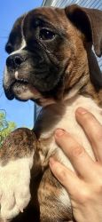 Boxer Puppies AKC Registered