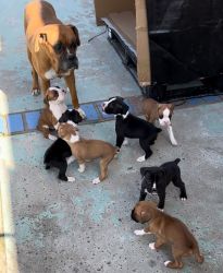 Boxer puppies 6weeks
