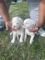 Boxer puppies!!