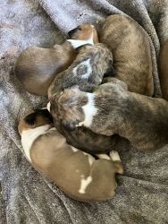 5 beautiful purebred registered Boxer puppies