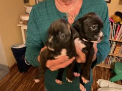 Purebred Boxer Puppies For Sale