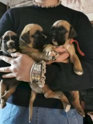2 month old baby German boxer puppies for sale