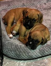 4 Boxer Puppies