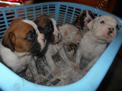 Show quality boxer puppies