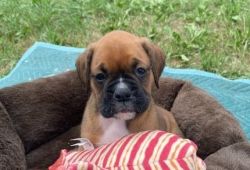 Purebred Boxer Puppies Ready for New Families!